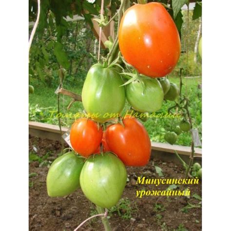 Минусинские урожайные