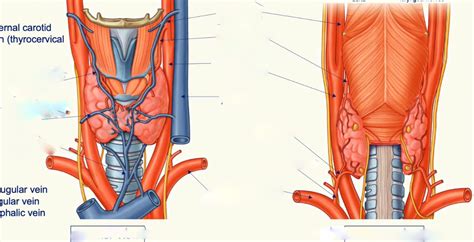 Thyroid Blood Supply Diagram Quizlet