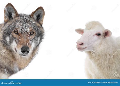 Wolf And Sheep Portrait Isolated On A White Stock Image Image Of