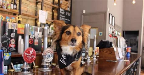 Dog Friendly Pub Crawl Is Happening In Birmingham This Weekend