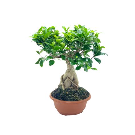 Ficus Retusa Bonsai Viverium