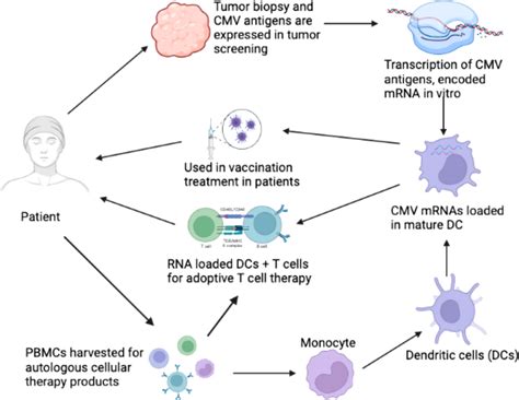 Human Cytomegalovirus In Cancer The Mechanism Of HCMV Induced