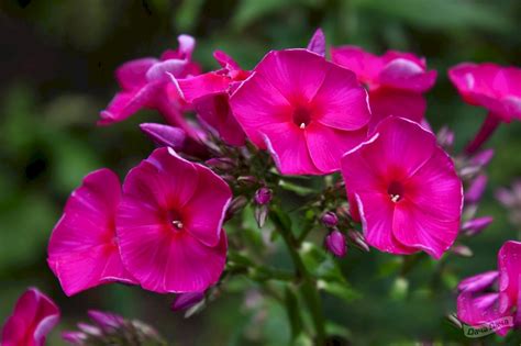 Флокс (Phlox) - описание сорта, фото, саженцы, посадка, особенности ...