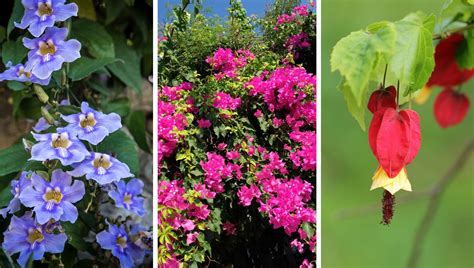 Plantas Trepadeiras Flores Para Cobrir Muros