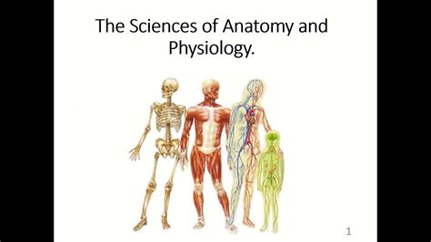 BIO 168 Chapter 1 The Sciences Of Anatomy And Physiology YouTube