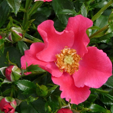 Stadt Rom® | Roses' Name