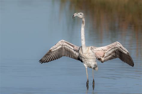 Flamenc Flamenco Comun Greater Flamingo Flamant Rose Flickr