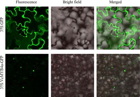 Subcellular Localization Of Vcmyb4a In Transgenic Nicotiana Benthamiana