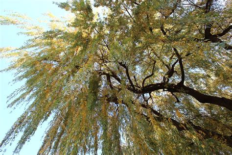 Weeping Willow Park Landscape Free Photo On Pixabay Pixabay