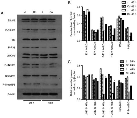 Signaling Pathways A Protein Levels Of Erk P Erk P38 P P38 Jnk