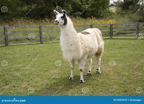 Proud Llama Stock Image Image Of Animal Face Mountain 24903953