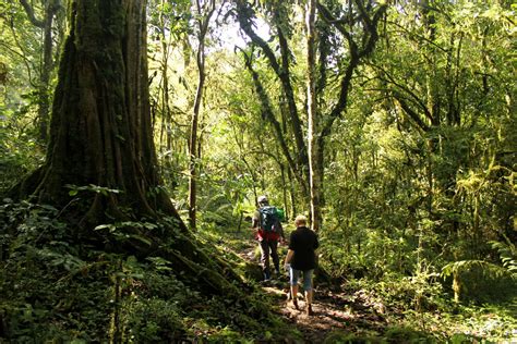 Mabira Forest Uganda A Rain Forest With Activities