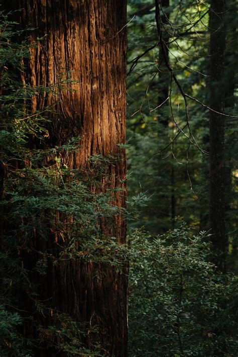 Where To See Northern Californias Most Spectacular Waterfalls