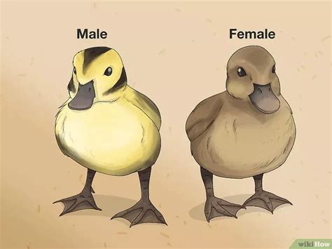 Best How To Tell The Sex Of A Baby Duck By Quack Plumage Vent Artofit