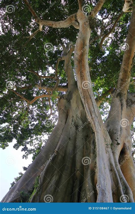 Large Banyan Ancient Tree In Kayu Putih Baru Village Marga District