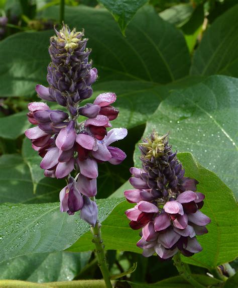 Растение кудзу (пуэрария дольчатая, пуэрия лопастная): корень, экстракт ...