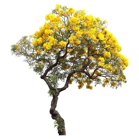 Nice Beautiful Mango Tree With Transparent Background Nice Beautiful