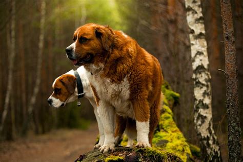 saint bernard   growth chart puppies weight size lifespan  dog magazine