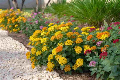 10 Simple And Beautiful Lantana Flower Bed Ideas For Your Garden