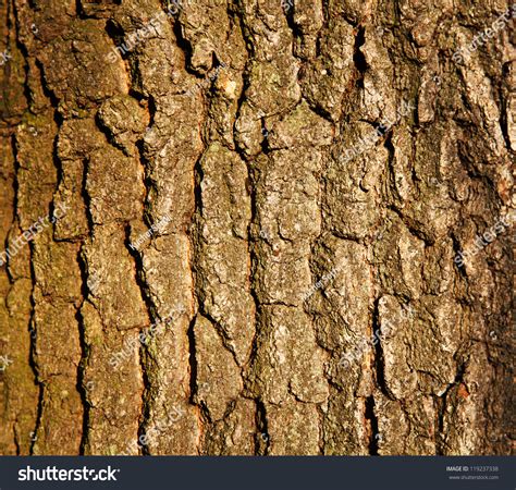 Tree Trunk Texture Stock Photo 119237338 Shutterstock