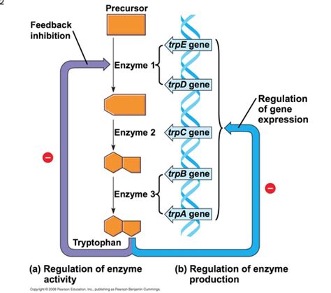 Regulation Of Gene Expression Flashcards Quizlet