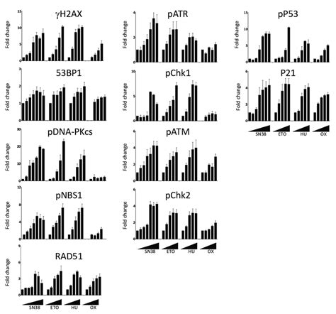 Dose-dependent DDR response of HCT116 cells to DNA damaging agents ...