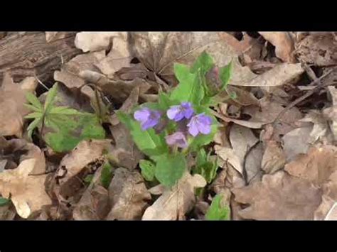 МЕДУНИЦА ПОЛЕЗНЫЕ СВОЙСТВА - YouTube