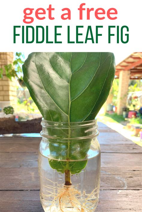 How To Propagate A Fiddle Leaf Fig In Water Artofit