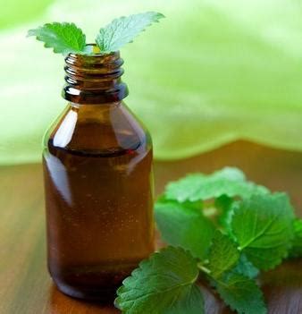 Мята: эфирное масло, его полезные свойства и методы применения