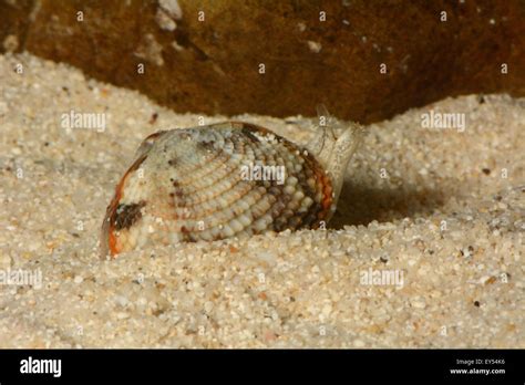 Vénus Clam On Sand New Caledonia Stock Photo Alamy