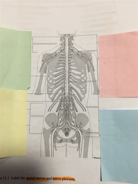 Spinal Nerves Nerve Plexuses Diagram Quizlet