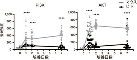 生体外でのヒト造血幹細胞増幅技術を開発 ～血液疾患の細胞治療実現に向けて～｜東京大学医科学研究所