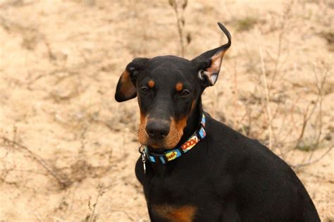 Доберман с ушами необрезанными (57 фото) - картинки sobakovod.club