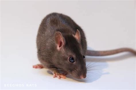 A Guide To Different Types Of Pet Rat Their Colors And Markings Types