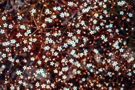 Free picture: flora, flowers, plants, bloom, blossom