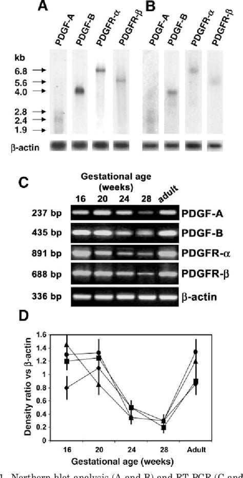 Figure From Expression Of Platelet Derived Growth Factor A Pdgf A