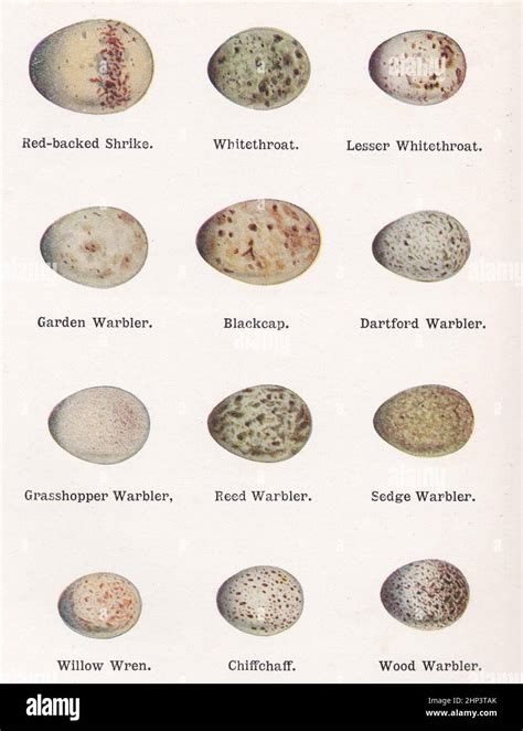 Identifying Bird Eggs Chart