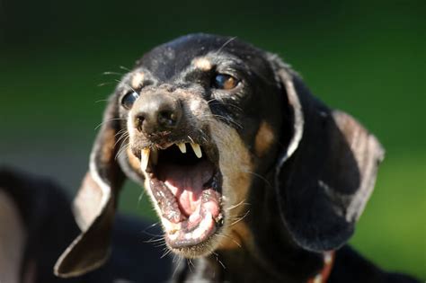 dachshunds aggressive dogs   dachshund