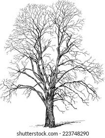 Vector Drawing Big Naked Winter Tree Stock Vector Royalty Free