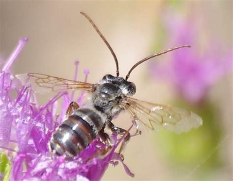 Pollination Of California Native Plants