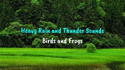 ⛈ Шум дождя с громом,Звуки леса и лягушек. Расслабляющие звуки дождя и ...