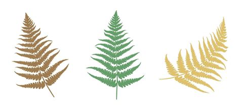 Set of Fern leaf silhouette. Vector illustration 31131450 Vector Art at ...