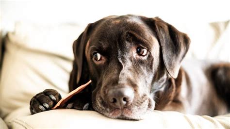 Chocolate poisoning in dogs: what you should do if your dog eats ...