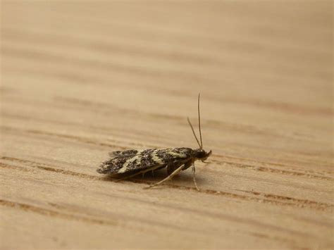 scoparia spelaea alchetron   social encyclopedia