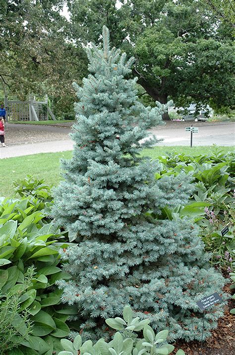 Sester Dwarf Blue Spruce Picea Pungens Sester Dwarf In Denver Centennial Littleton Aurora