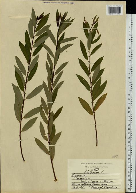 Ива трёхтычинковая (76 фото) » НА ДАЧЕ ФОТО