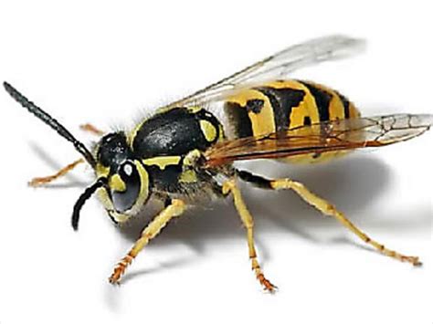 Japanese Wasp Giant Hornet Sting Hot Sex Picture