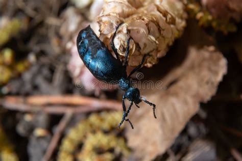 Violet Oil Beetle Meloe Violaceus Feeding On Grass Macro Photo Stock