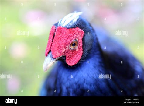 Vietnamese Pheasant Lophura Hatinhensis Stock Photo Alamy