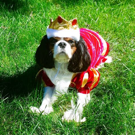 Dog Costumes Archives - A Plus Costumes